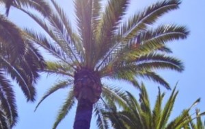 Palme