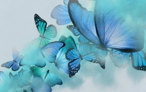Eine Vielzahl blauer Schmetterlinge