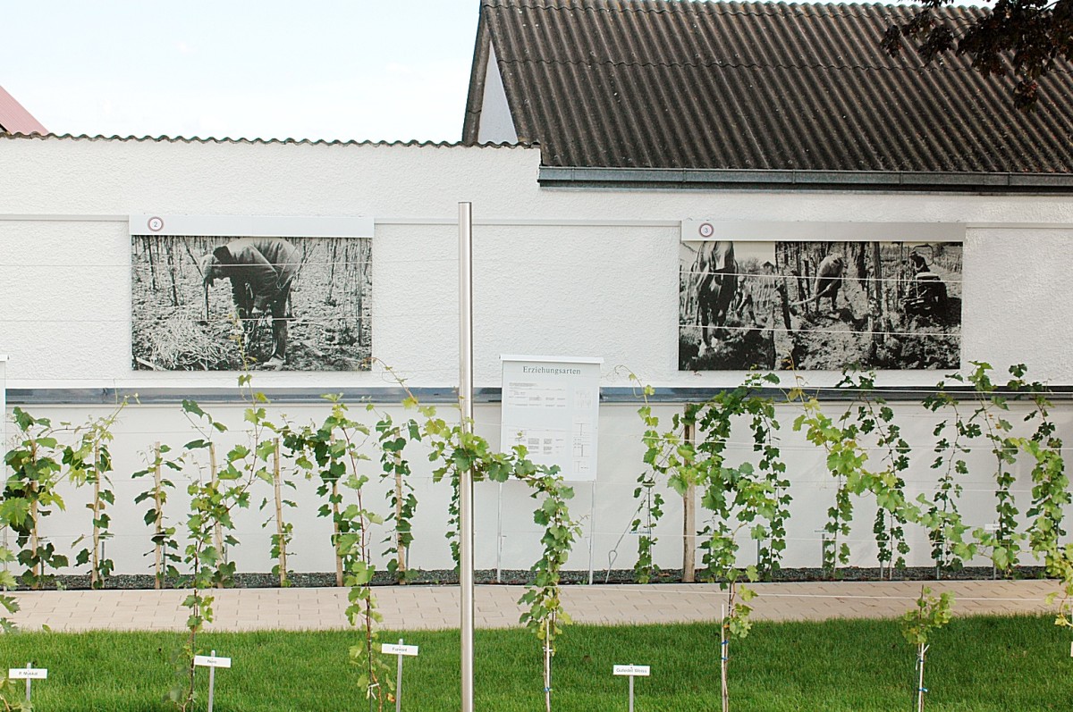 Fahnenschwinger- und Weinbaumuseum